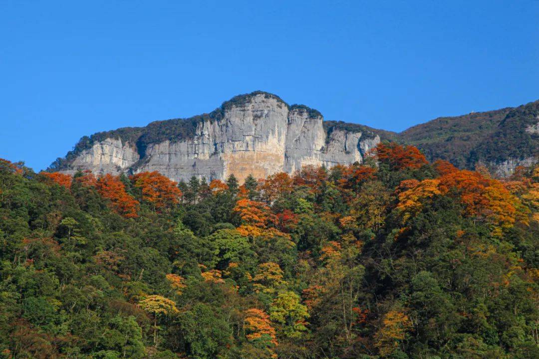 秀我中国｜探秘金佛山：走，出发寻找银杉