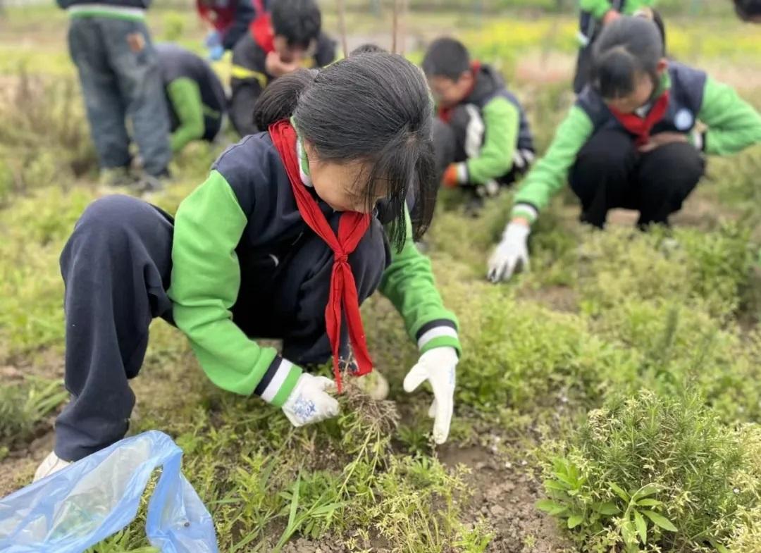 新华视点｜上好劳动课，还差哪几步？——劳动教育新课标实施两年效果观察