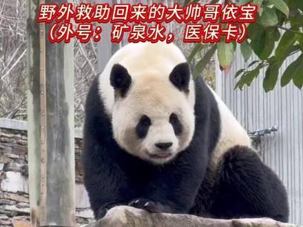 新华视点丨全球联手合作 共同守护大熊猫