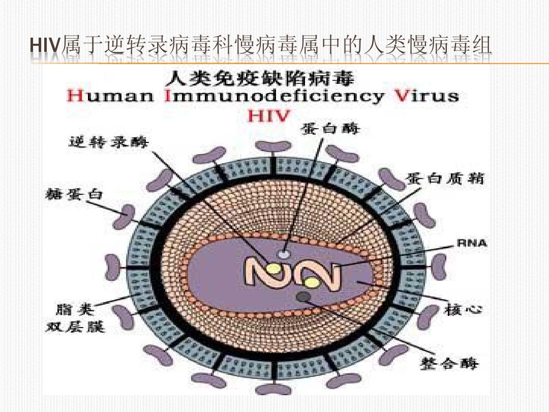 国内艾滋病患者迎新药！吉利德HIV长效疗法在华获批，每年仅需给药两次